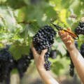 Cand se culeg strugurii: Ghid complet pentru recoltare